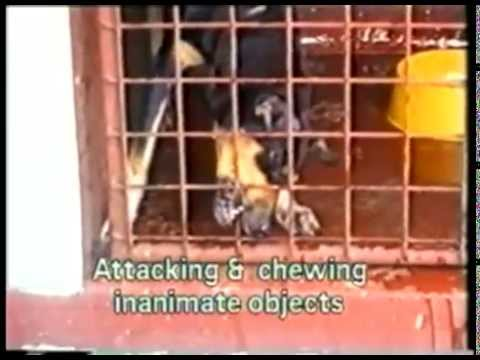 Tollwut bei Hunden Historischer Film über tollwütige Hunde