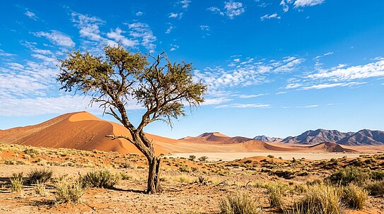 Ein einzelner Baum steht in einer trockenen Wüstenlandschaft mit sandigen Dünen und vereinzelt niedrigem Gras unter einem klaren blauen Himmel mit vereinzelten Wolken. Im Hintergrund sind Berge zu sehen.
